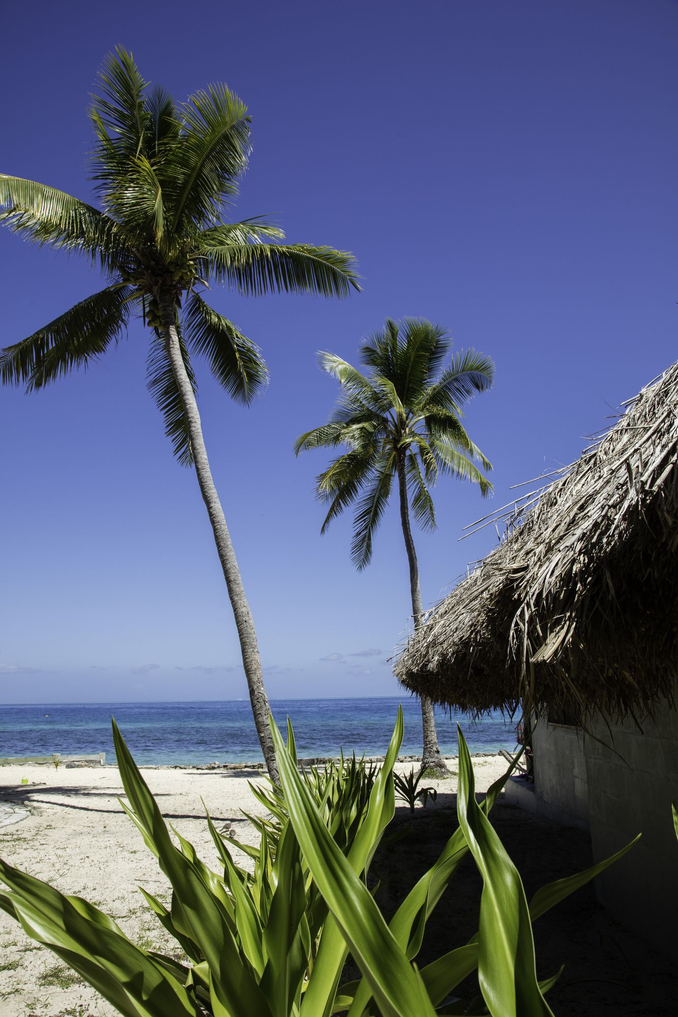 Castaway Island, Fiji