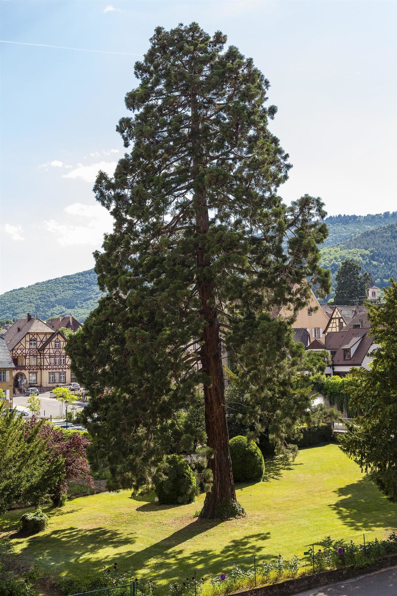 Best Western Hôtel le Schoenenbourg