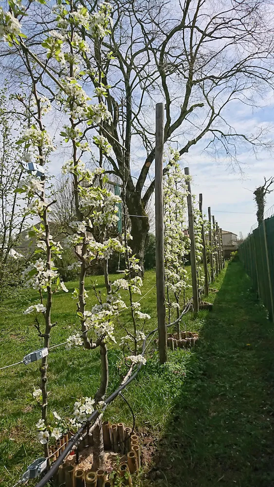 A Fleur Des Champs
