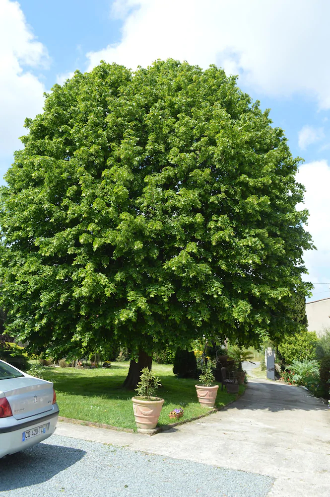La Pastorale