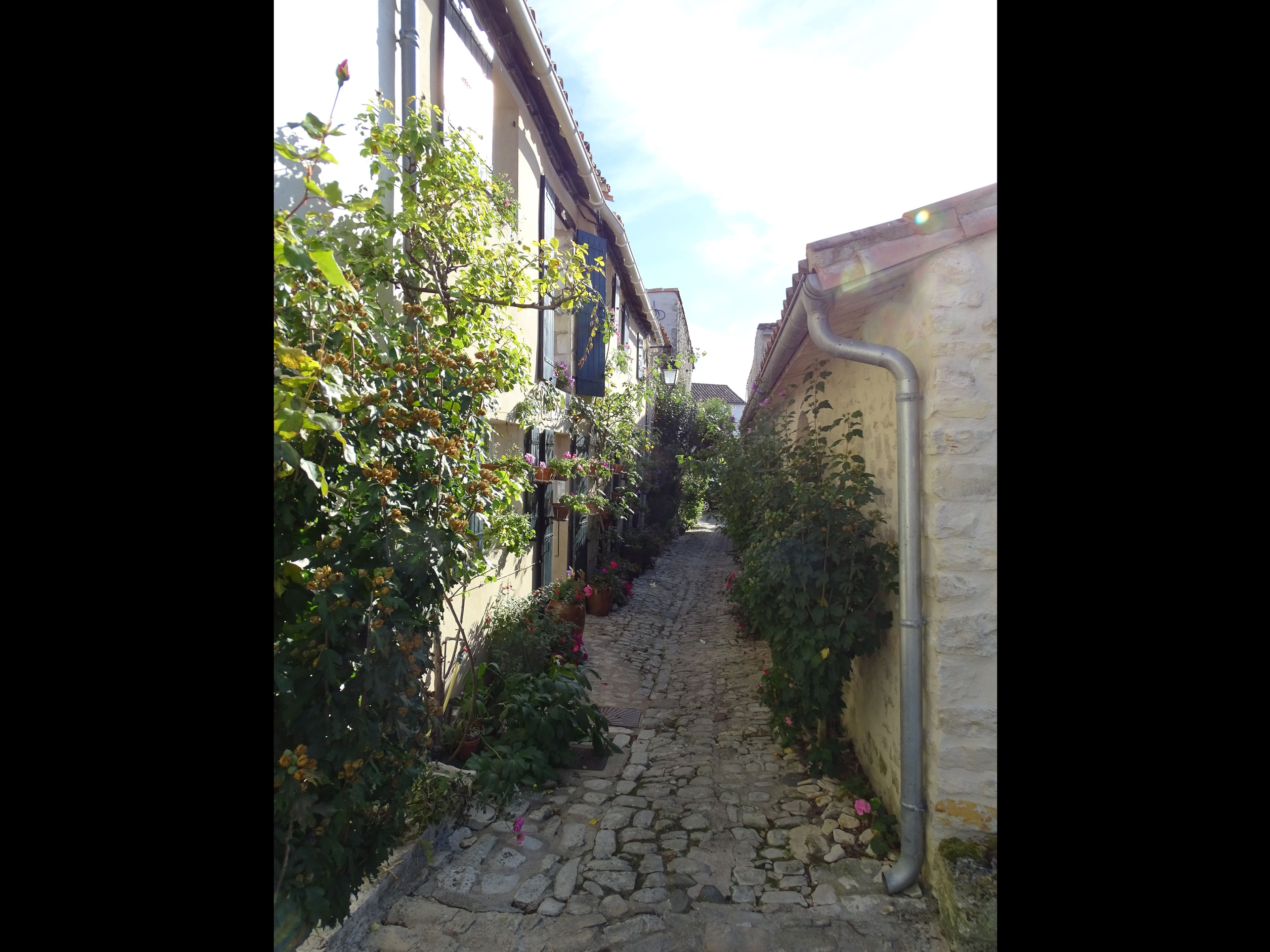 Maison Salicorne