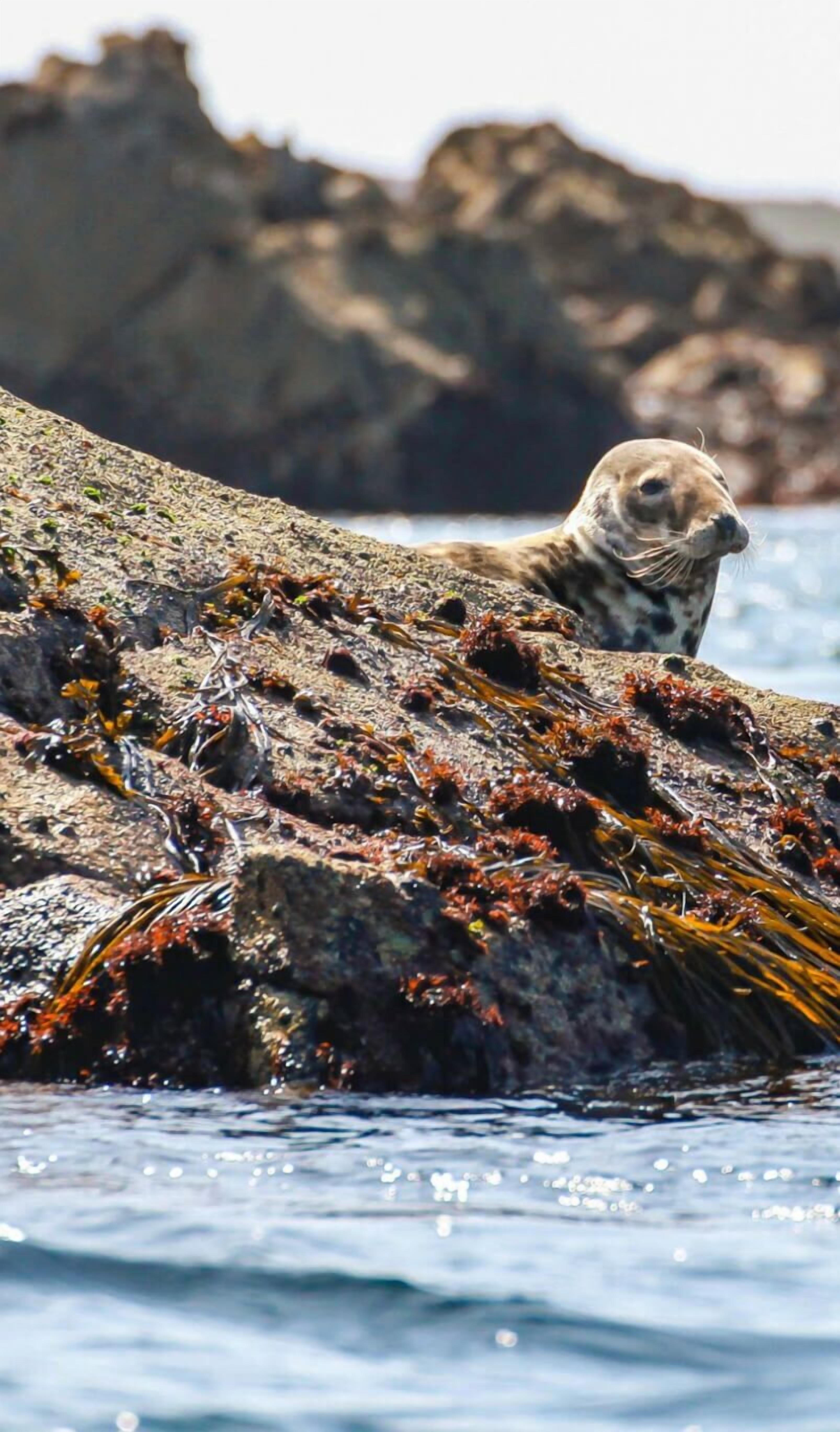 Les Villas D'onalou Kergastel