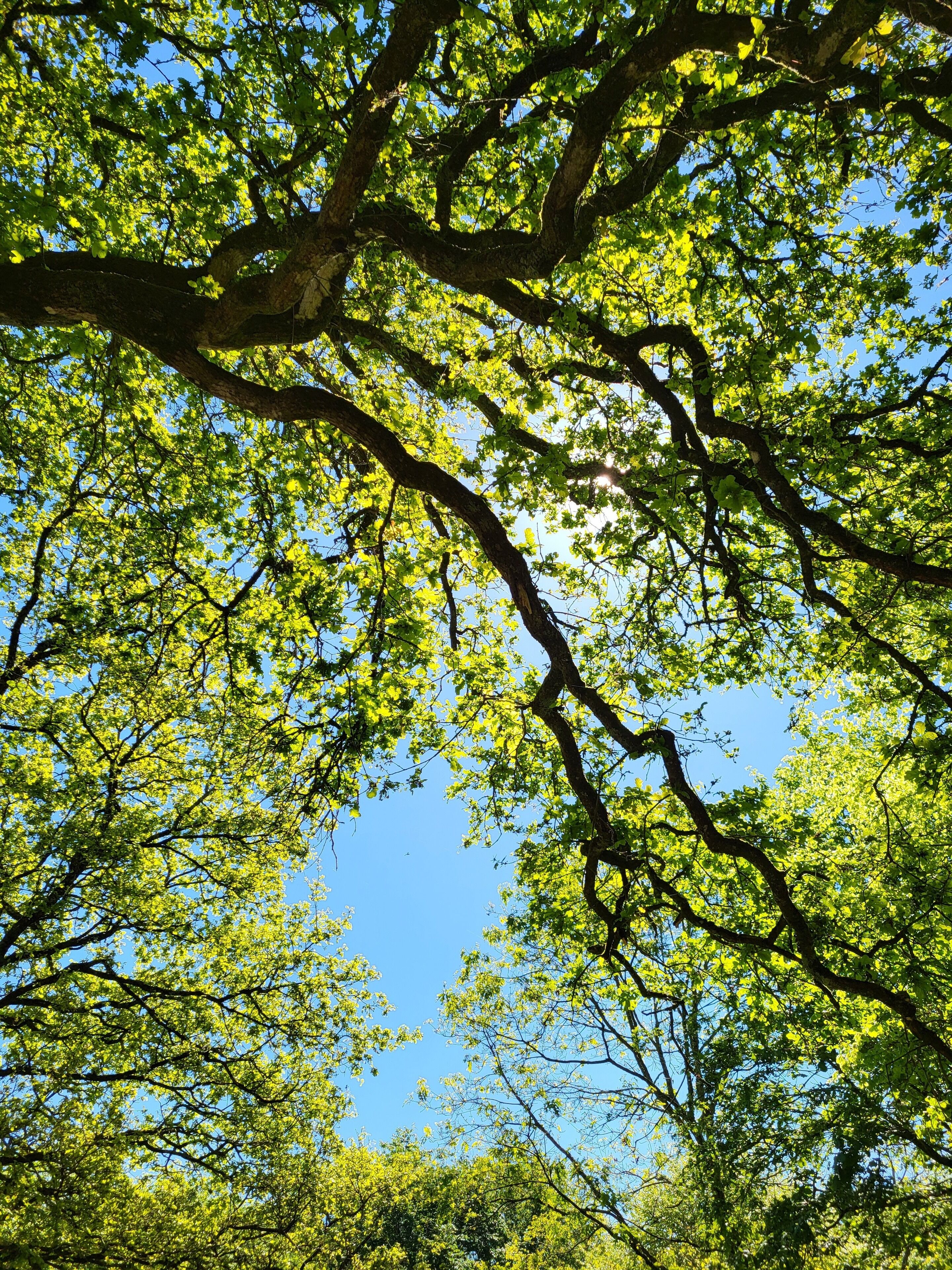 Le Domaine Insolite de Brocéliande