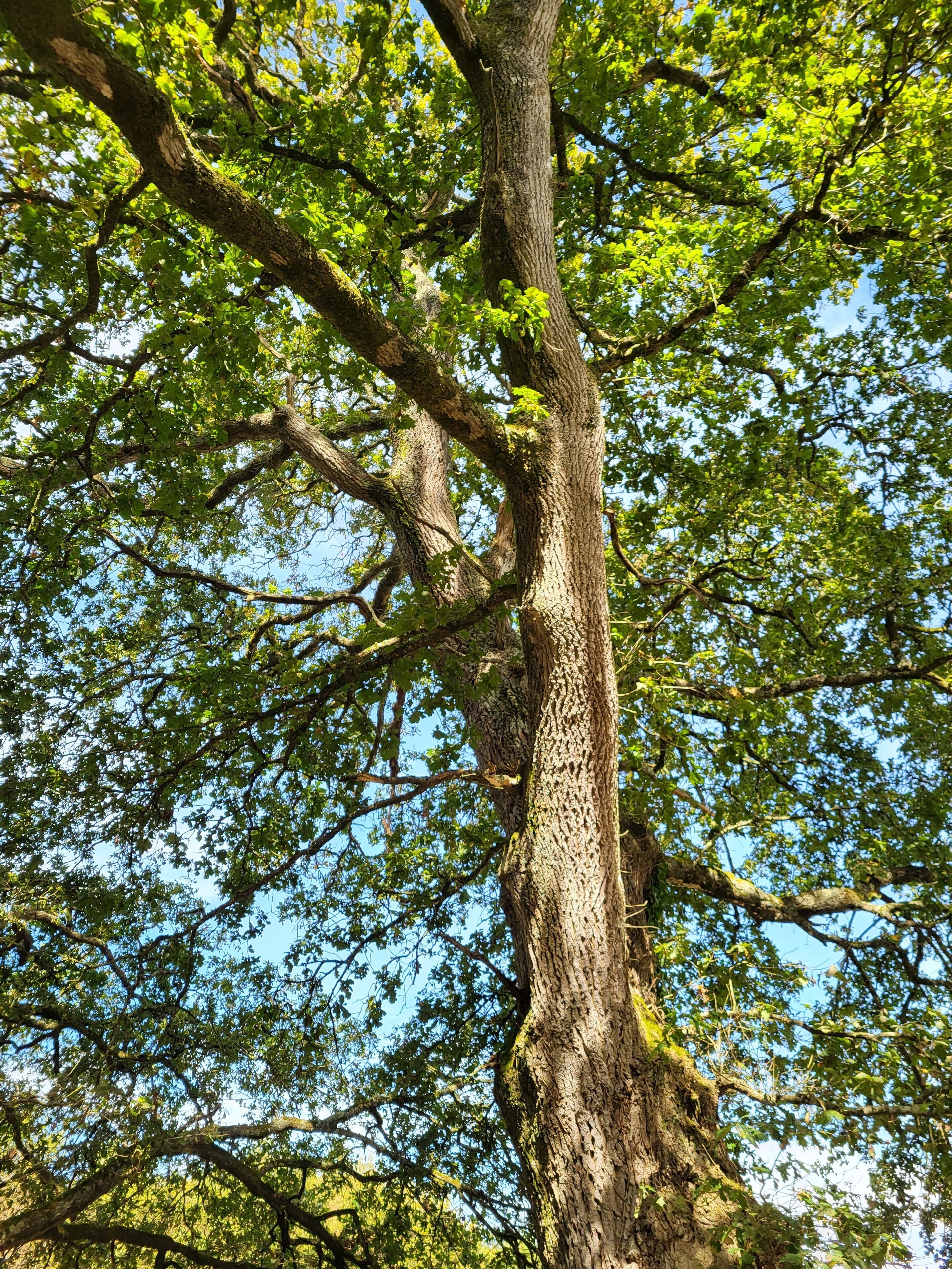 Le Domaine Insolite de Brocéliande