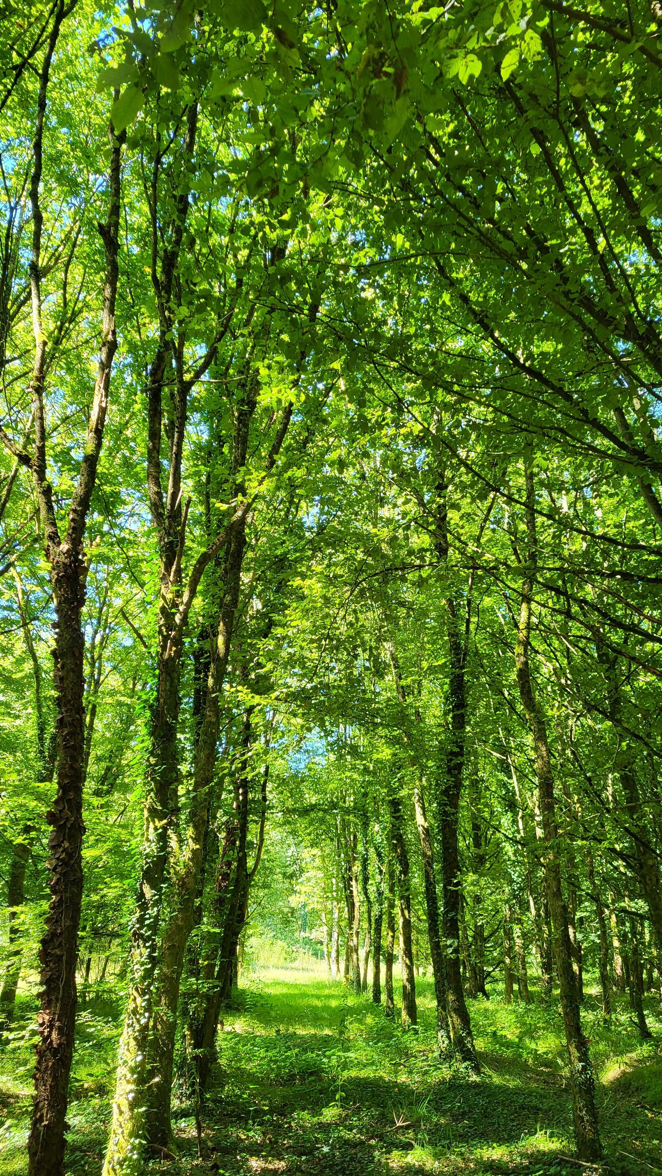 Le Domaine Insolite de Brocéliande