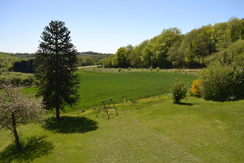 L'Araucaria