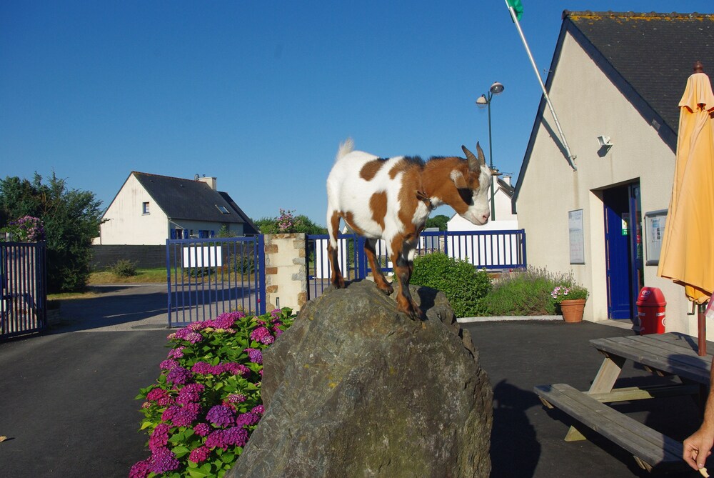 Camping Le Domaine Des Jonquilles