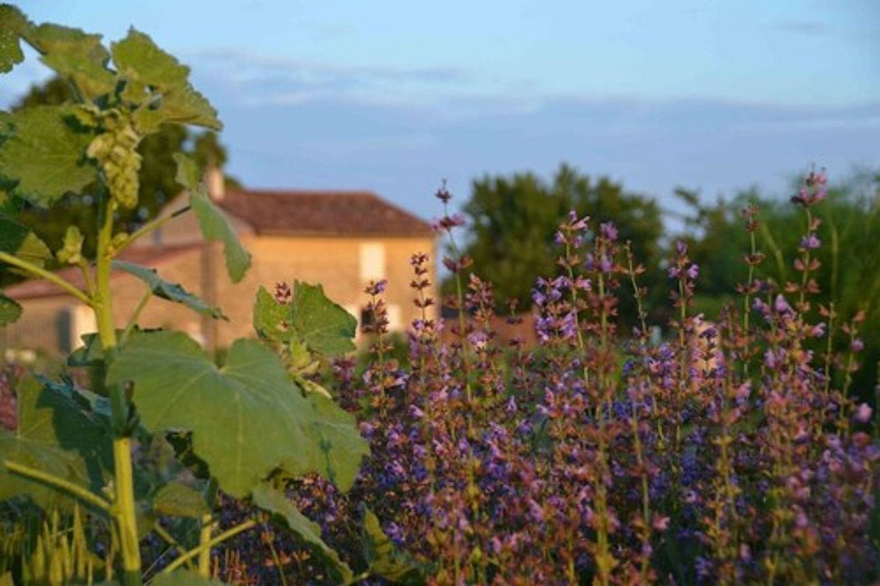 Chambres D'Hotes La Mazraa