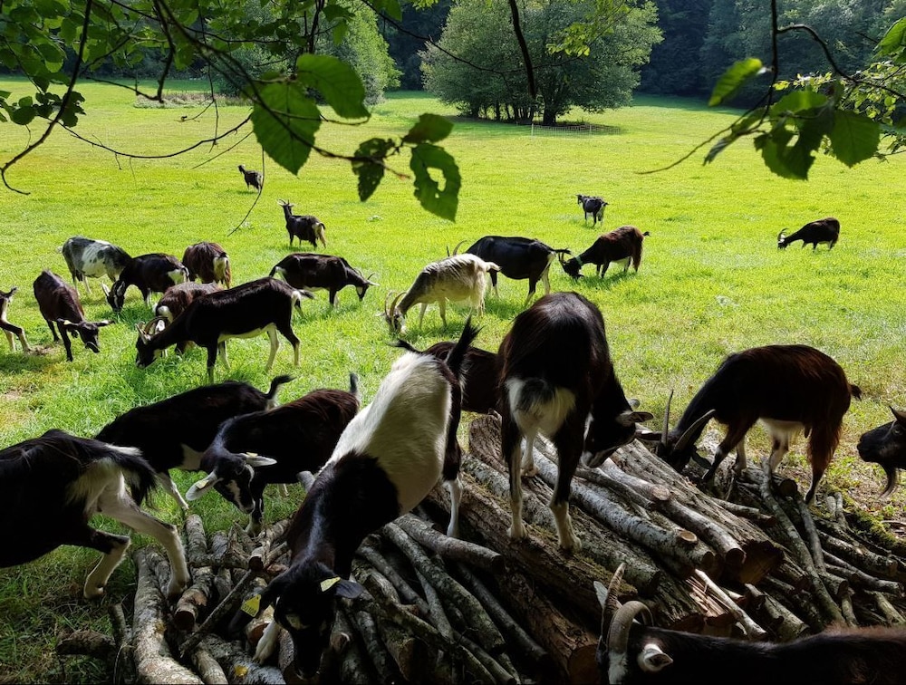 La Ferme Du Magny-Robert