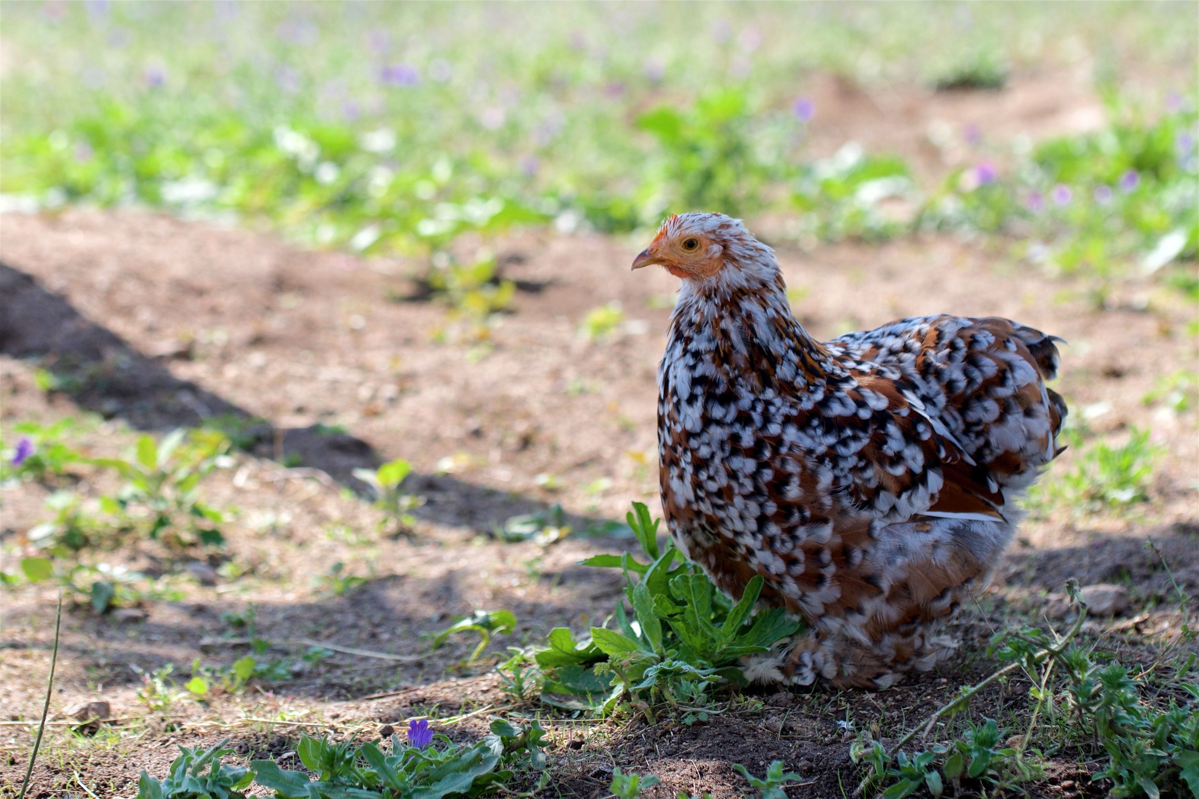 Grand Hotel Cala Rossa