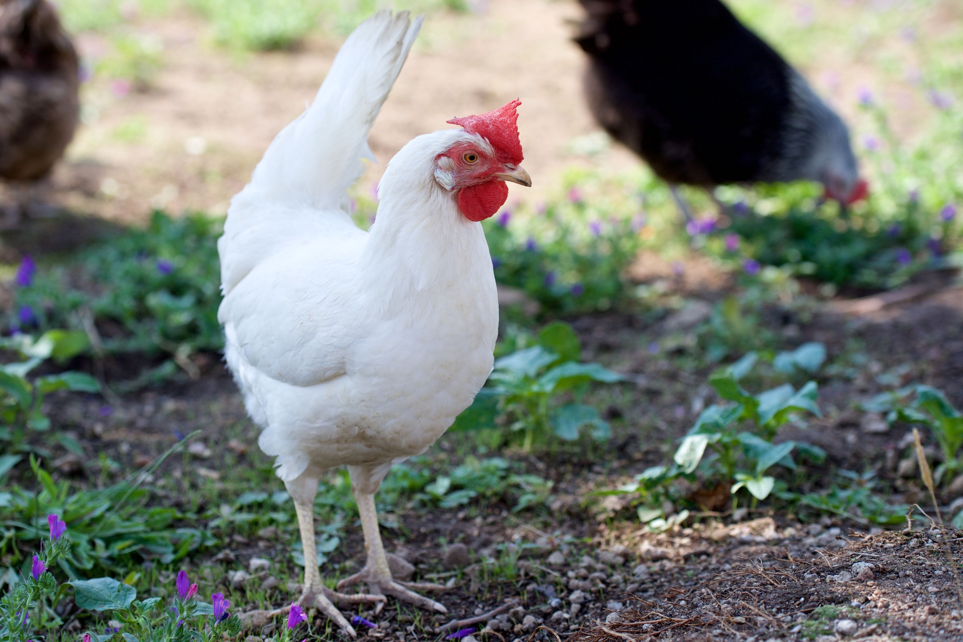 Grand Hotel Cala Rossa
