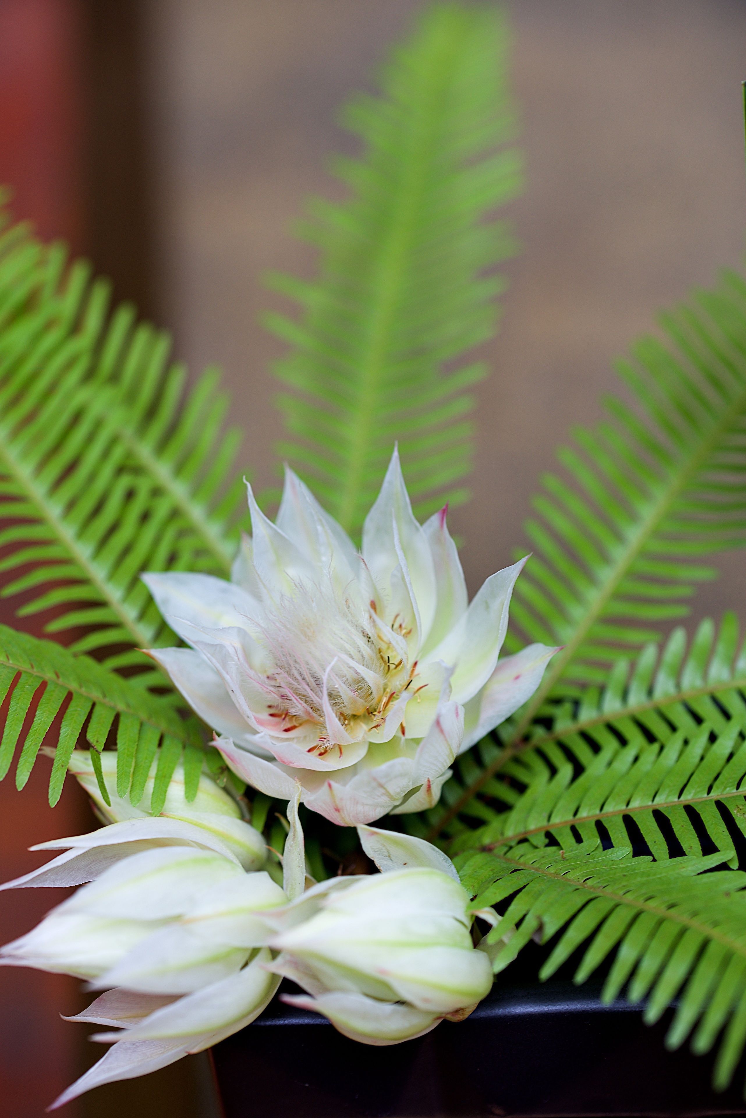 Grand Hotel Cala Rossa