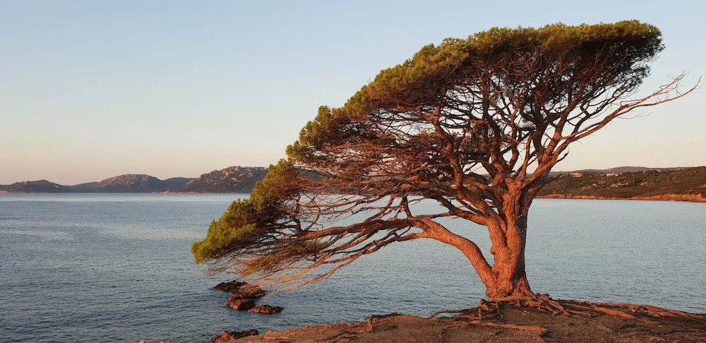 Residence Liccia Di Furu