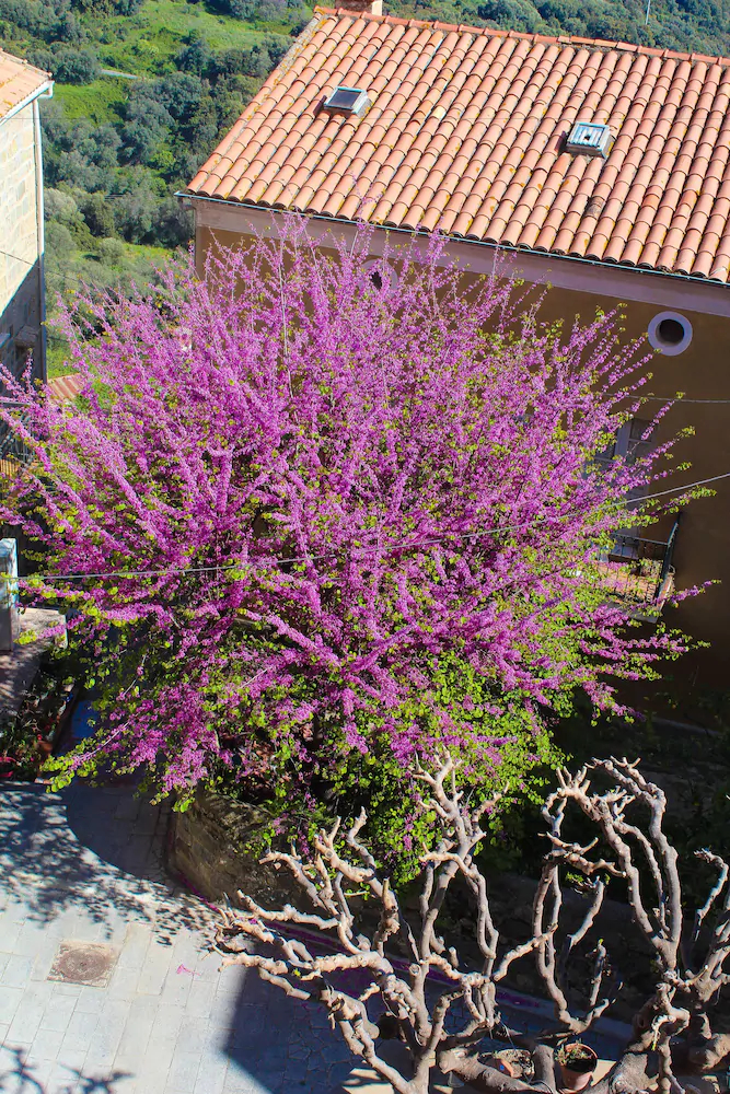 U Santa Maria