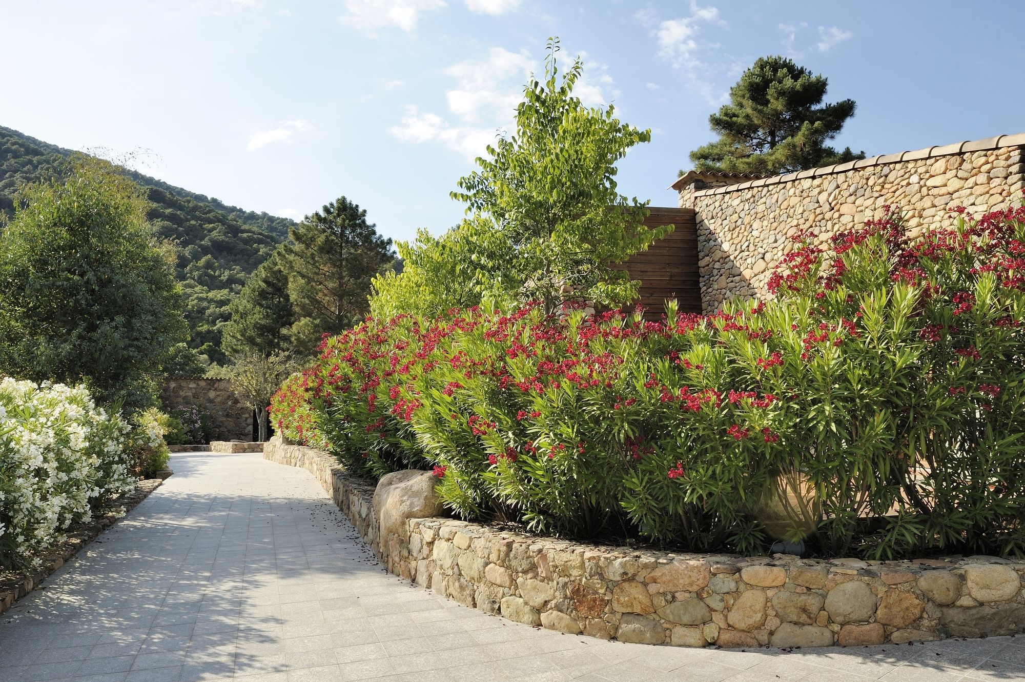 Domaine Codaleone