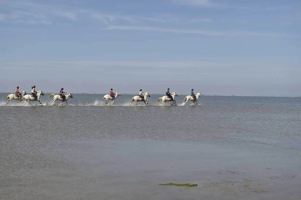 Mas Trinita-Gite Equestre En Camargue