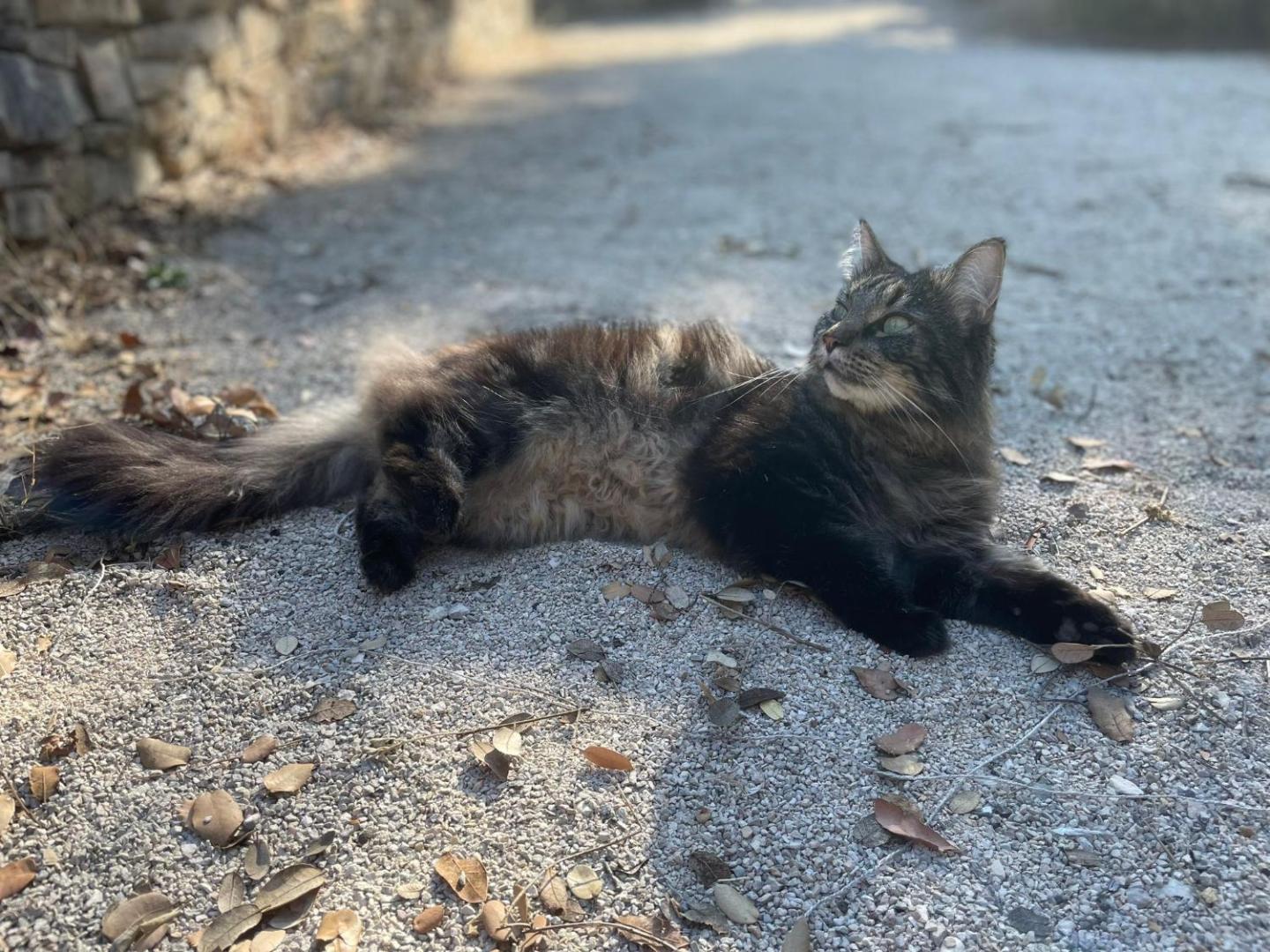 La Canopée Private Lodge