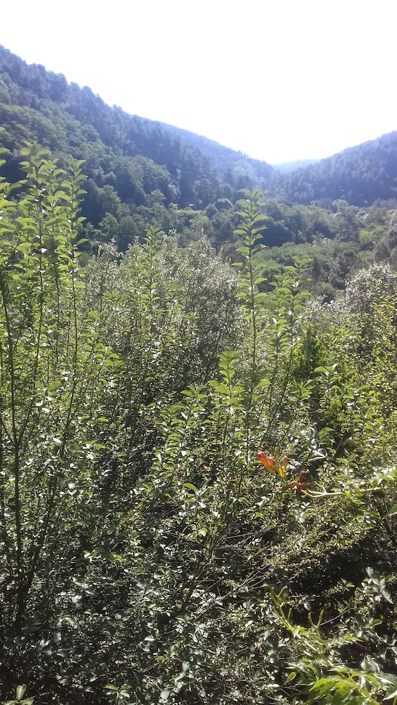 Au Mas Des Sources Cevenol