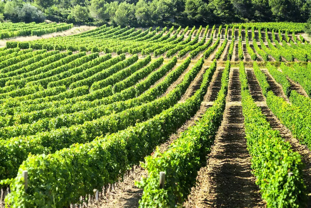 Domaine De l'Hortevieille
