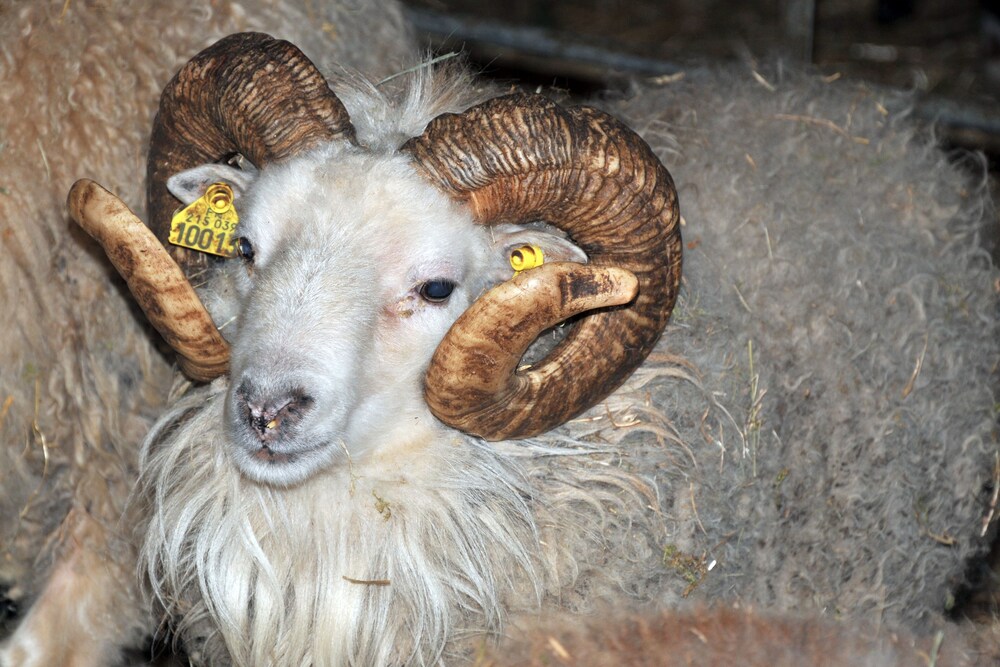La Ferme De Flo