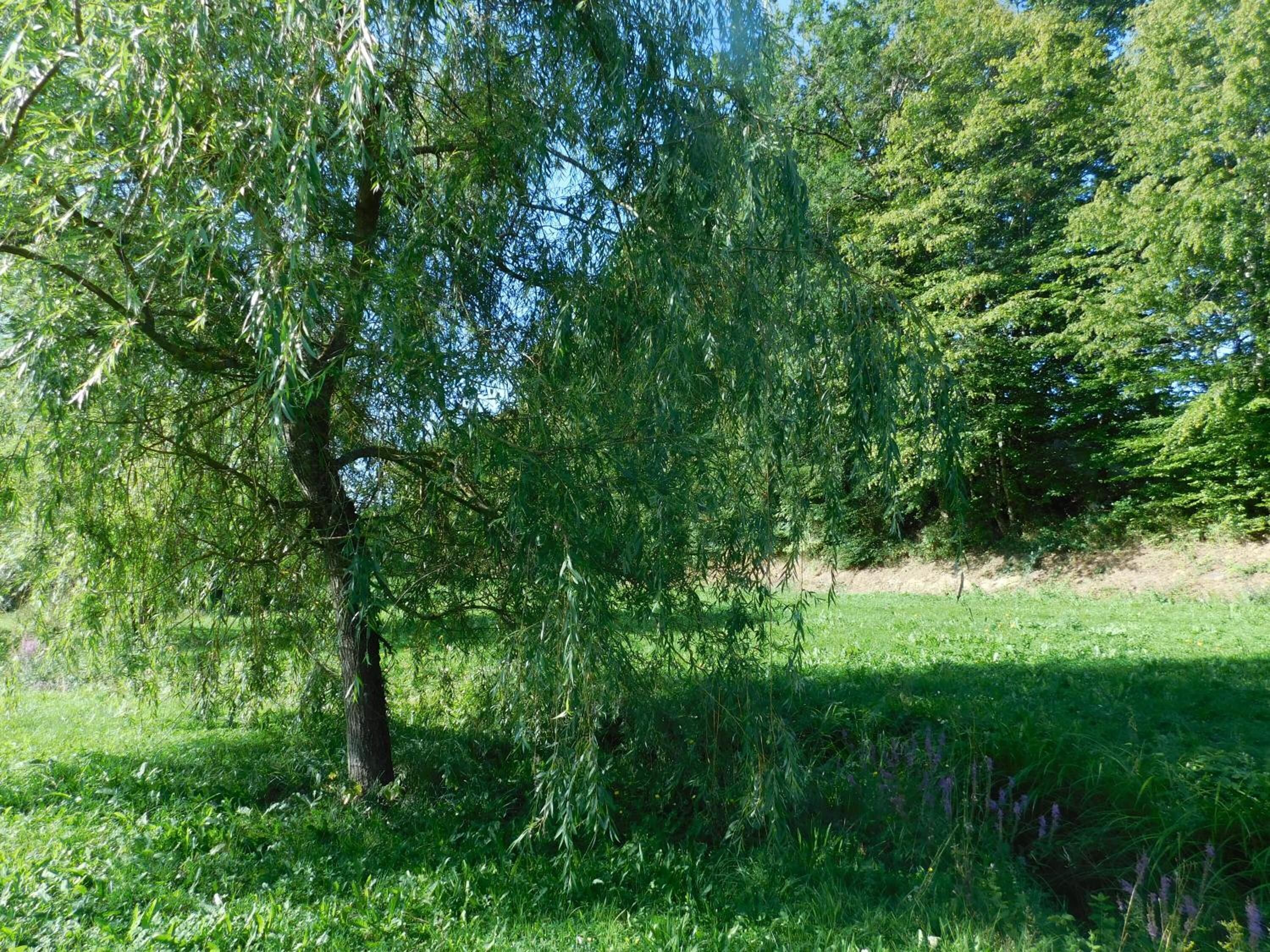Du Coq A L'ame