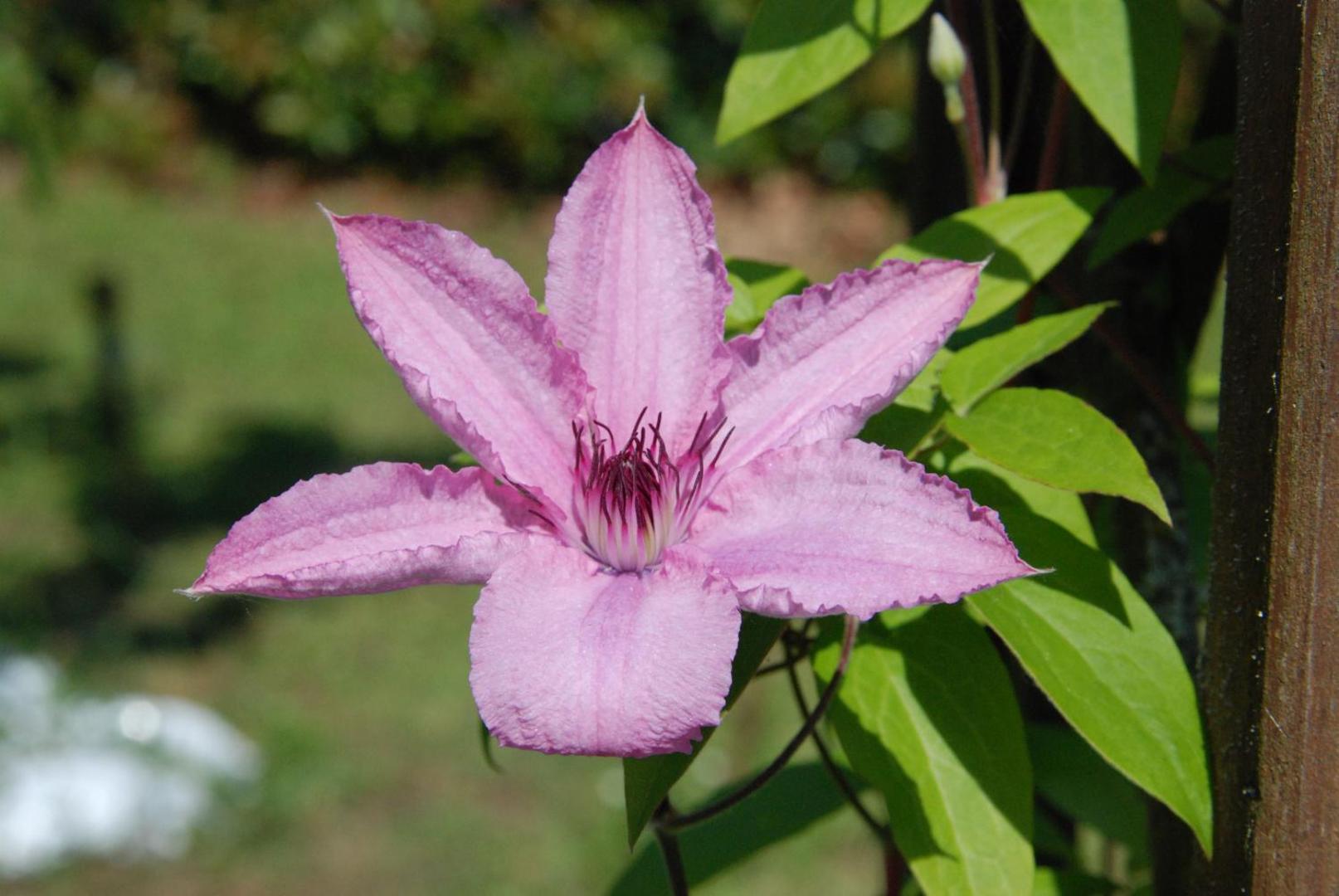 Chambre D'hotes Les Paturelles