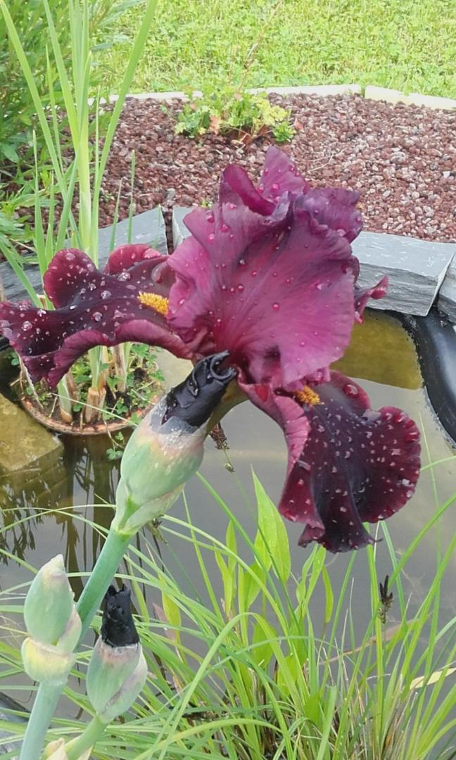 Chambre D'hotes Les Paturelles