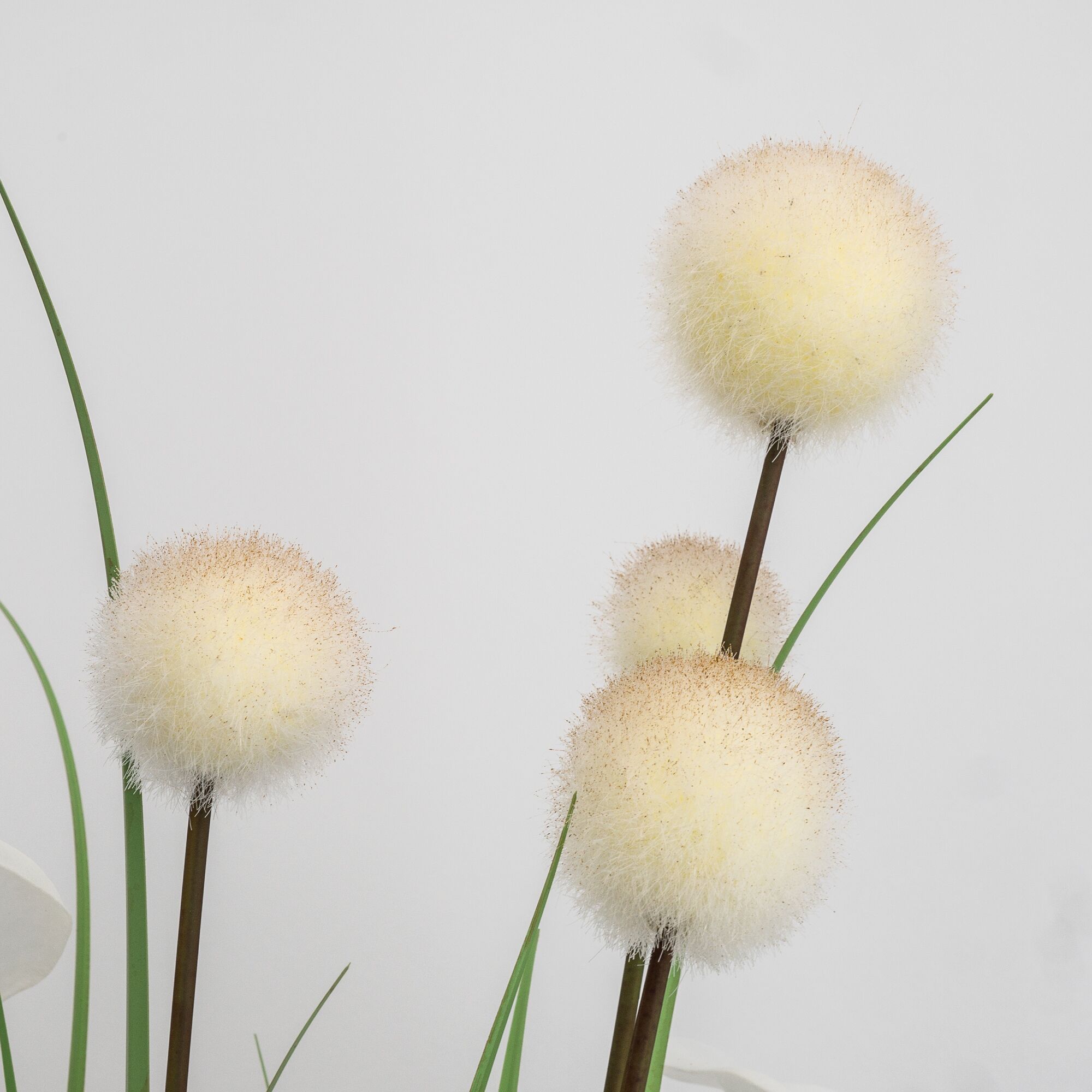 Les Orchidees La Marine