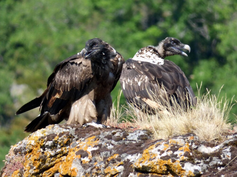 Gîtes Castel De Cantobre - Le Griffon