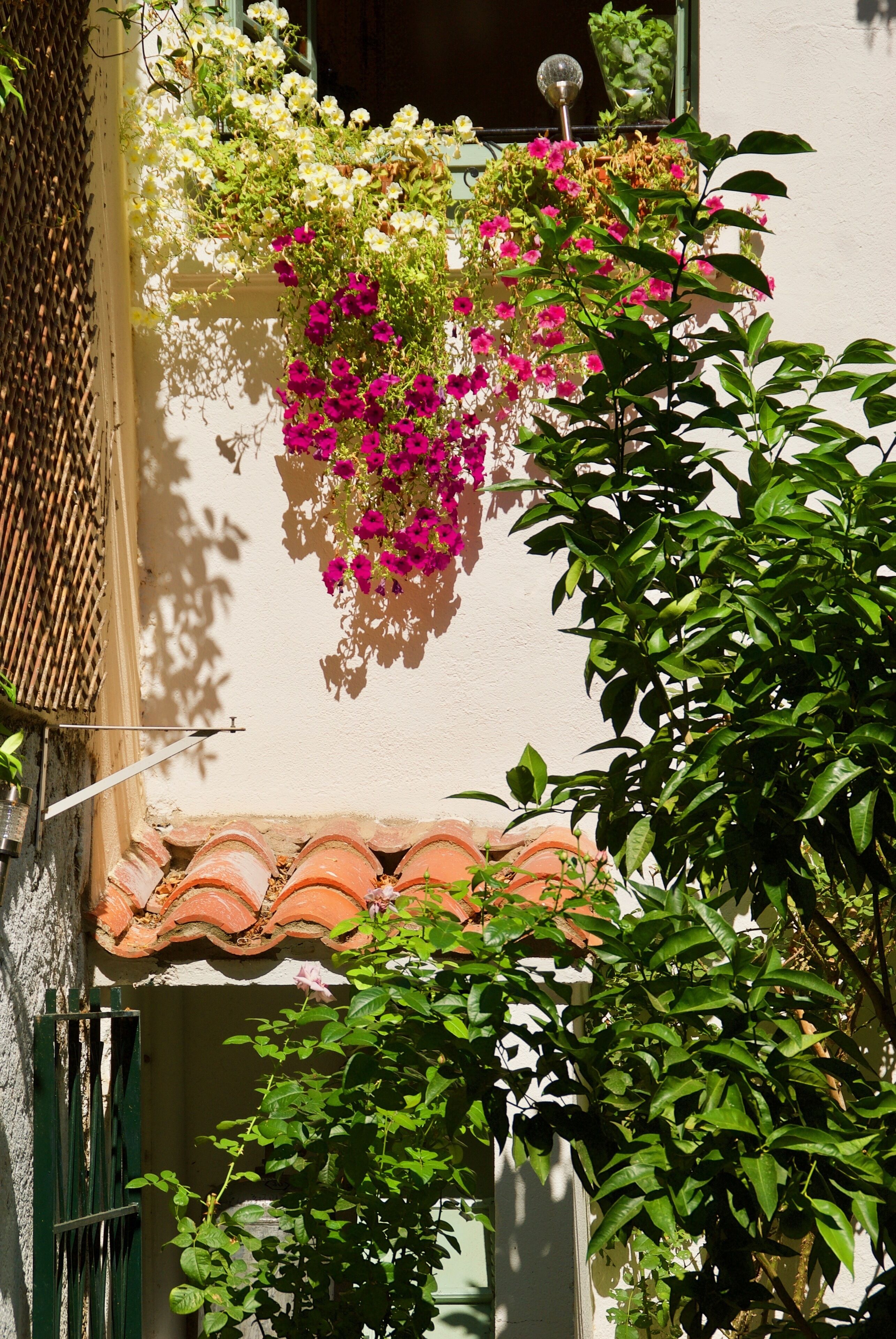 La Villa Rosa