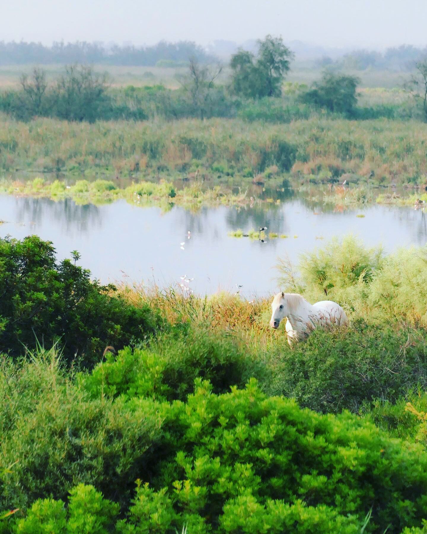 Mas Du Couvin - Maison D'hotes Camargue