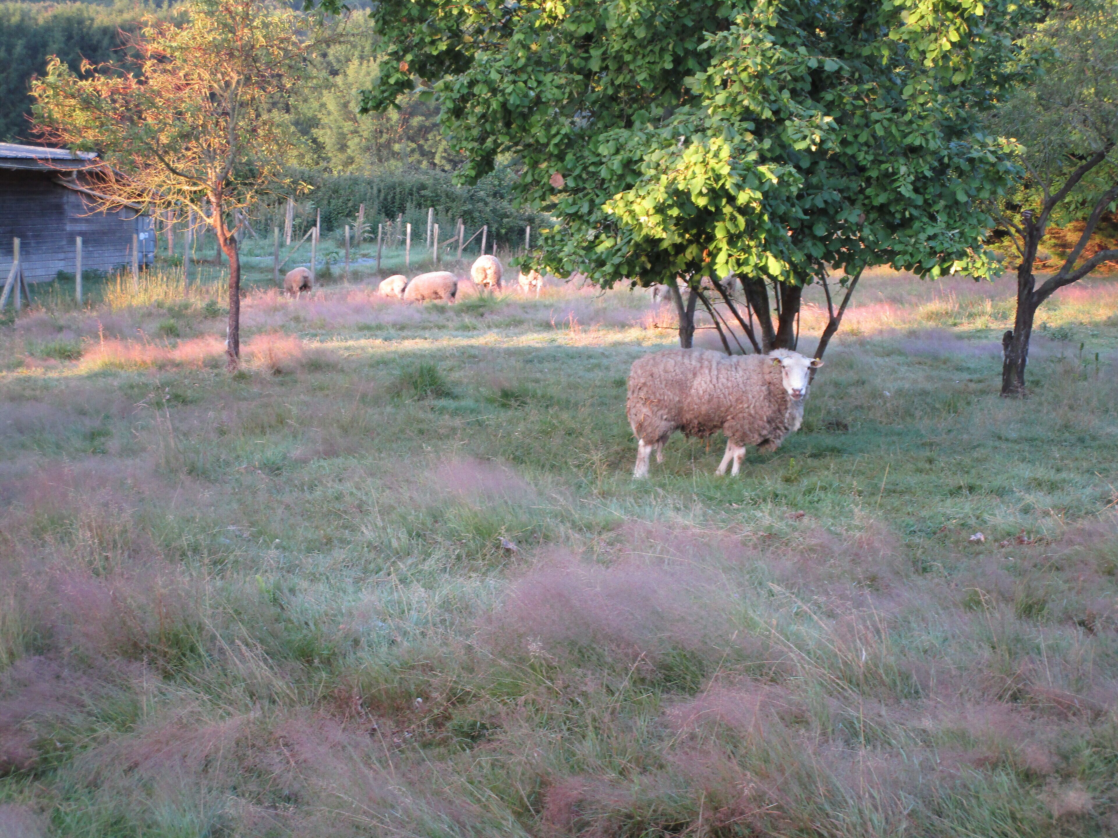 Ecogîte Rural La Clé Des Champs