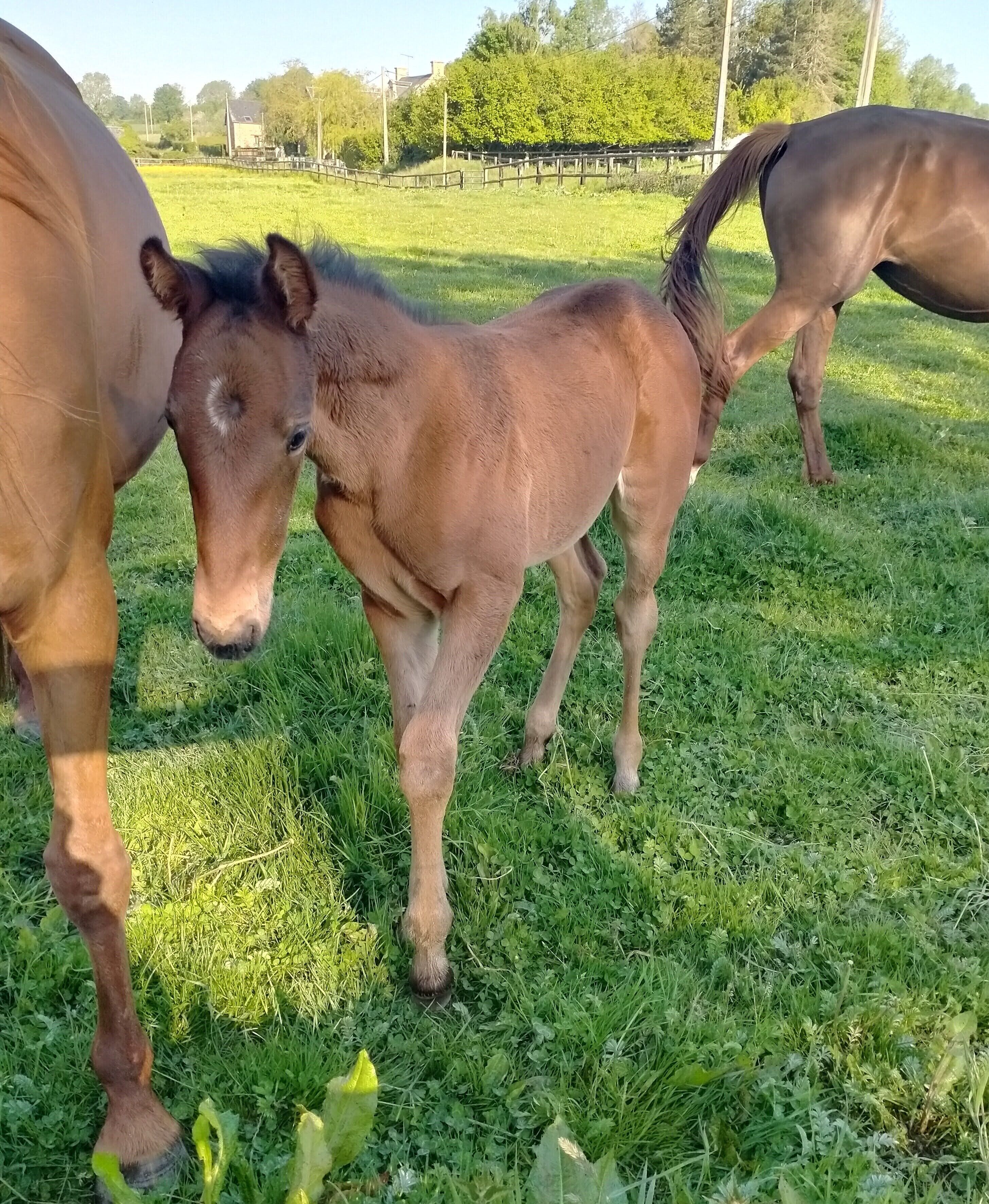 Le Gite Du Haras D'havetot