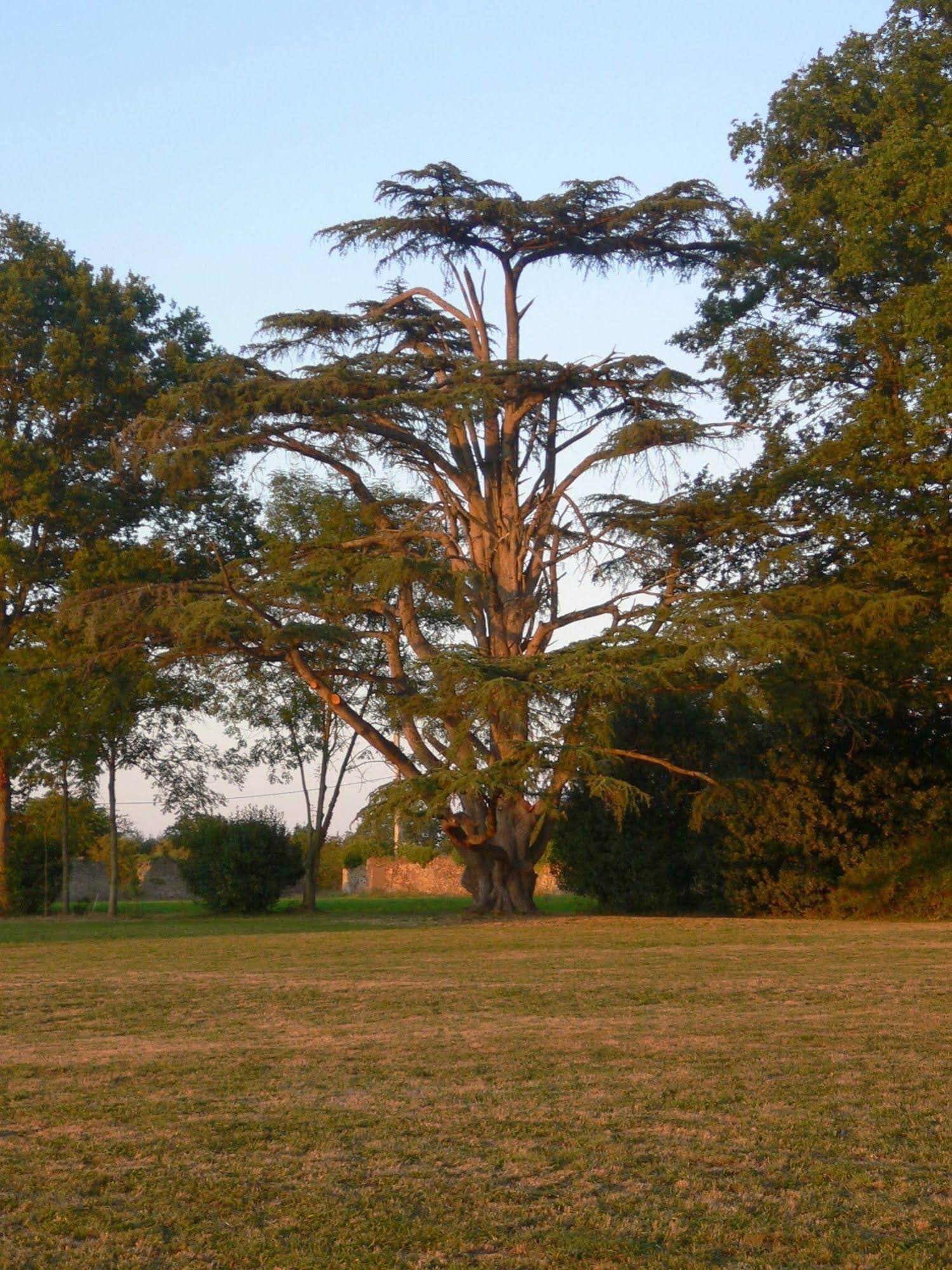Château des Lutz