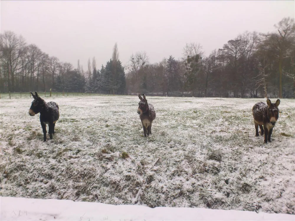 Chateau de l'Oiseliniere