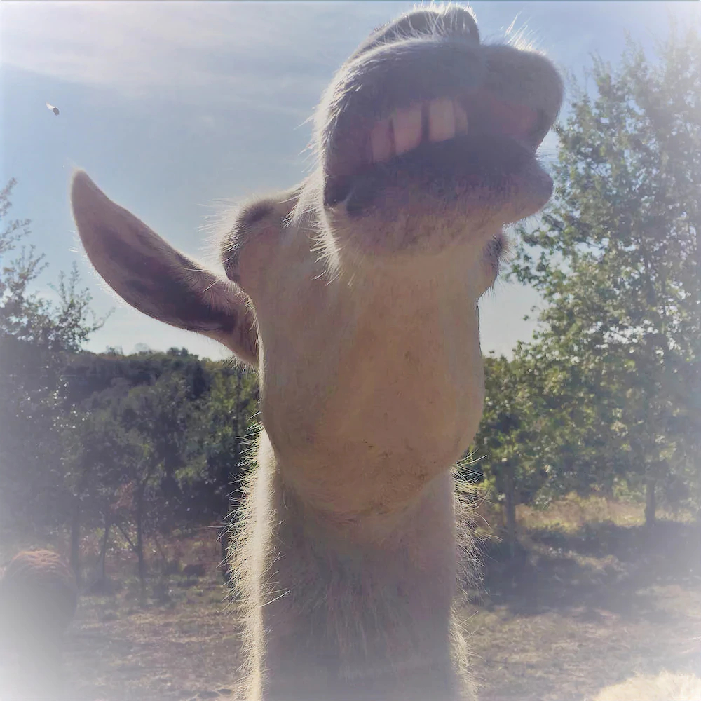 Loire Valley Llama Farm Stay