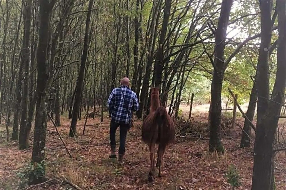 Loire Valley Llama Farm Stay