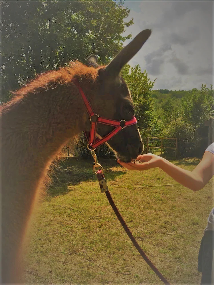 Loire Valley Llama Farm Stay
