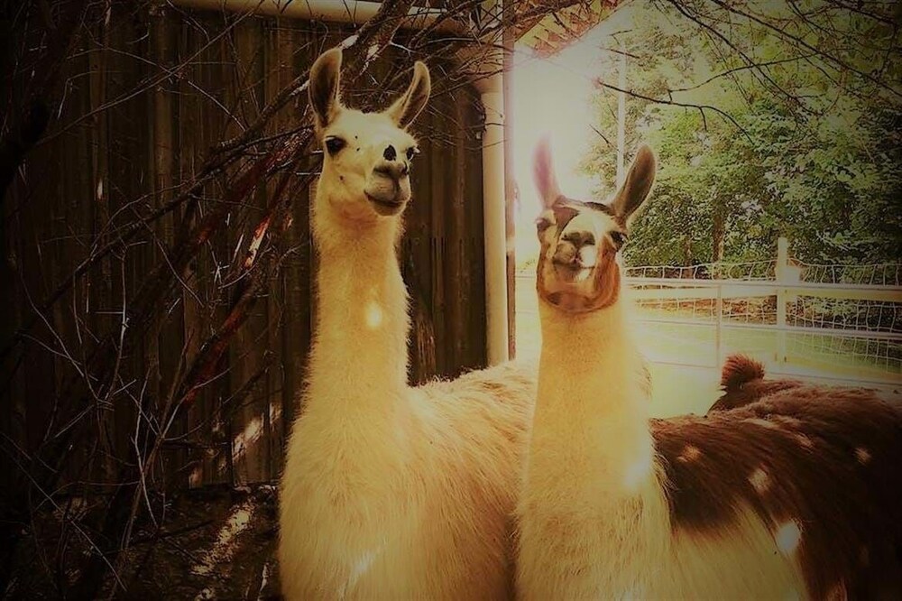 Loire Valley Llama Farm Stay