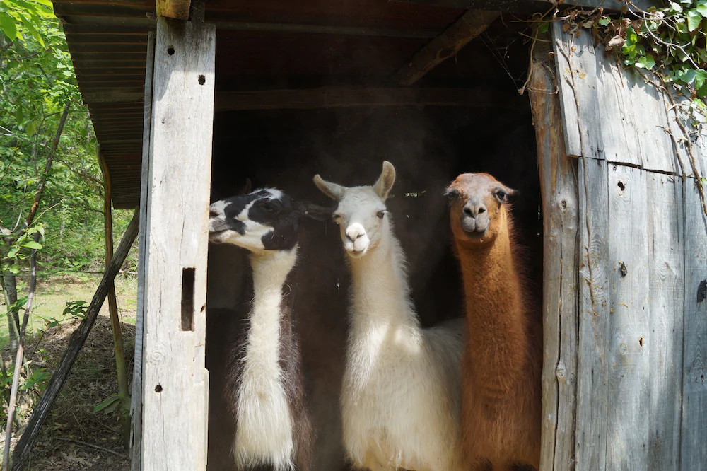 Loire Valley Llama Farm Stay