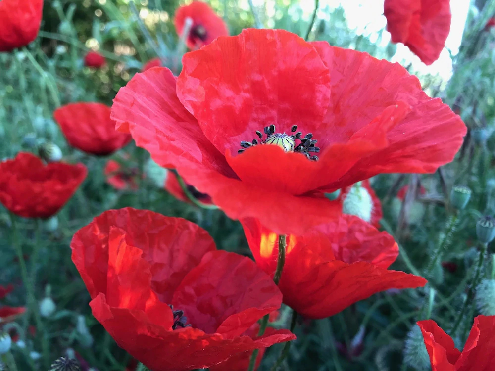 Aux Coquelicots Sauvages