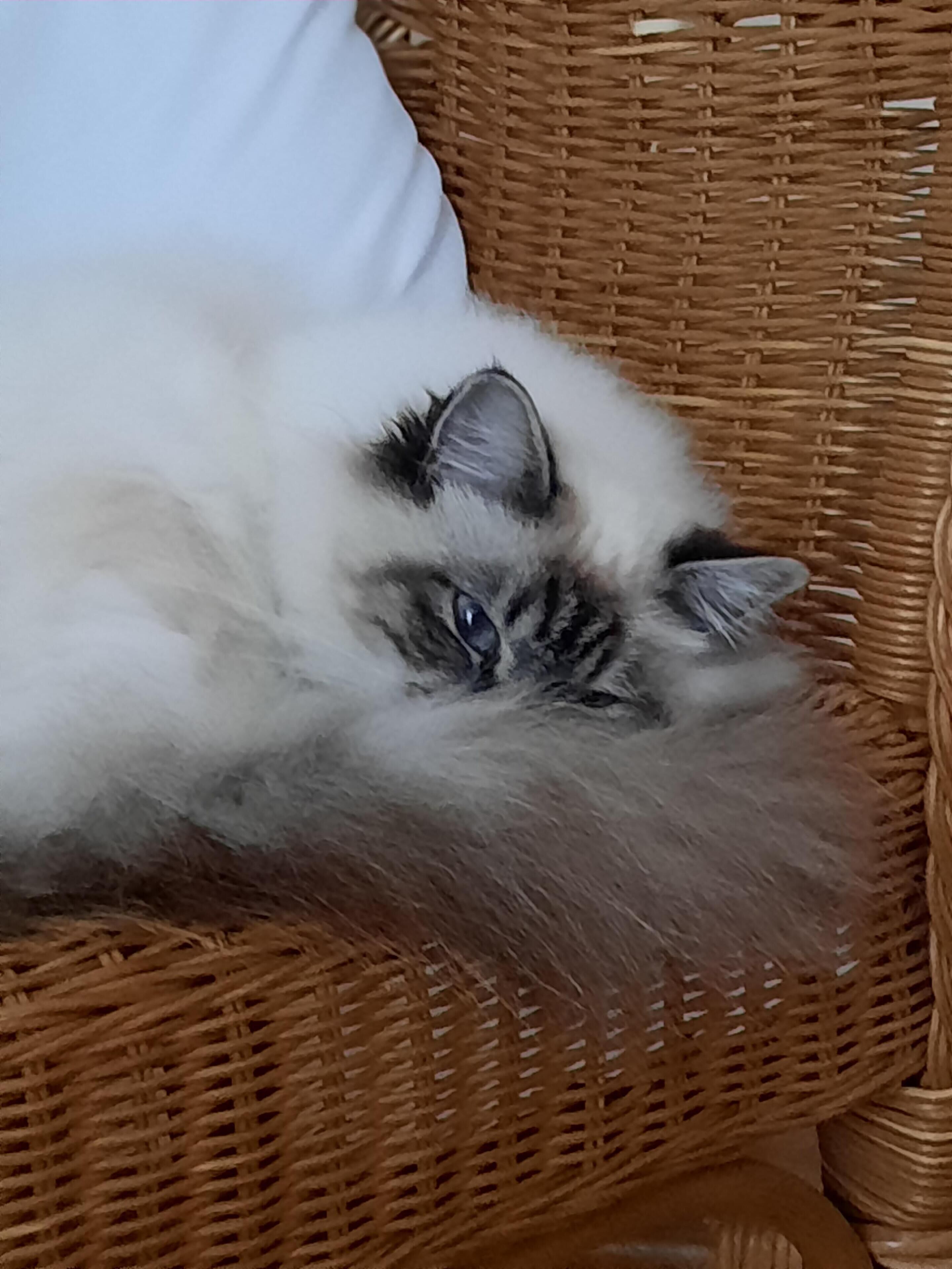 L'instant Bleu