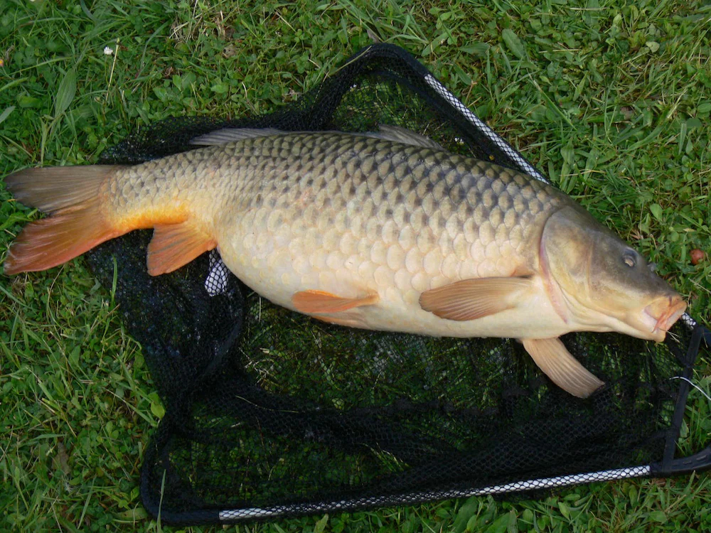 Camping le Repaire - Les Chalets