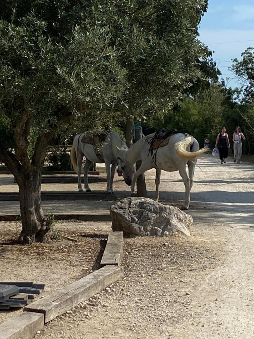 Camping L' Arlesienne