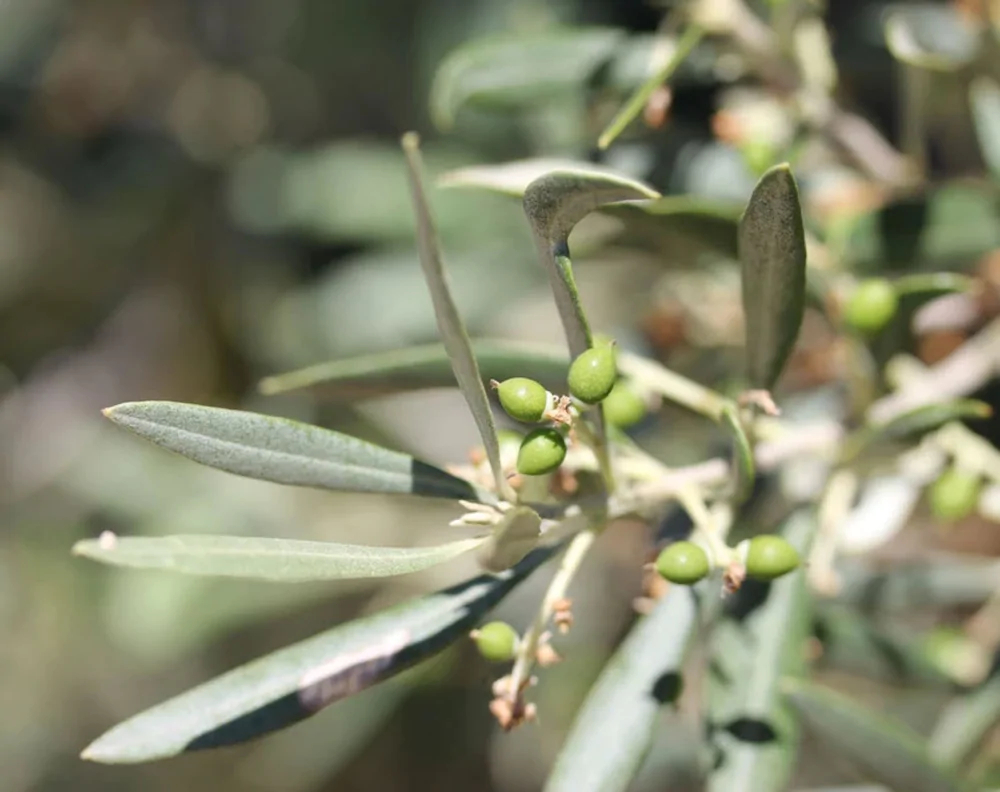 Perle De Provence - Gites