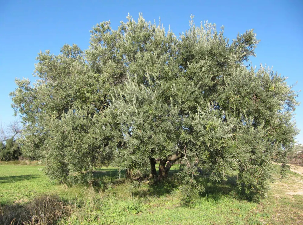Perle De Provence - Gites