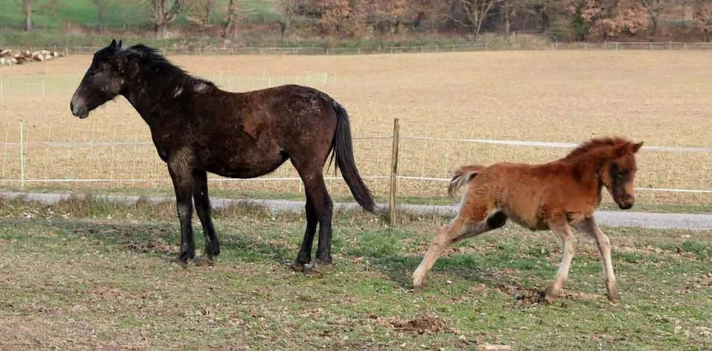 Ferme Equestre Les Coccinelles