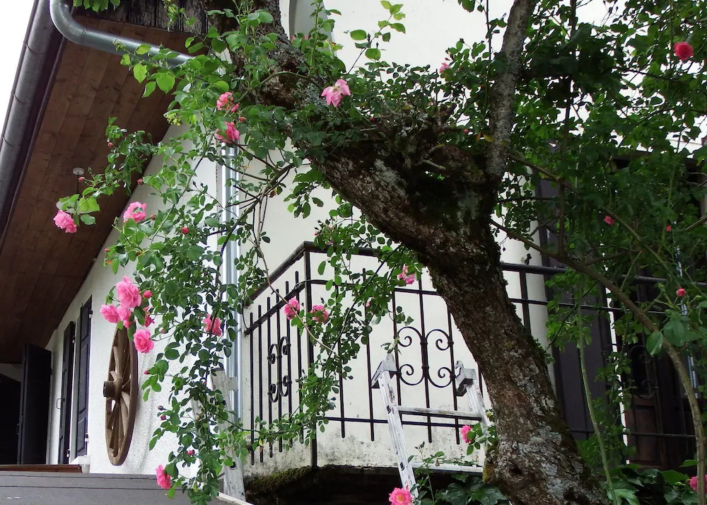 Hotel Auberge Camelia