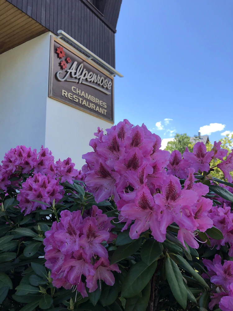Alpenrose