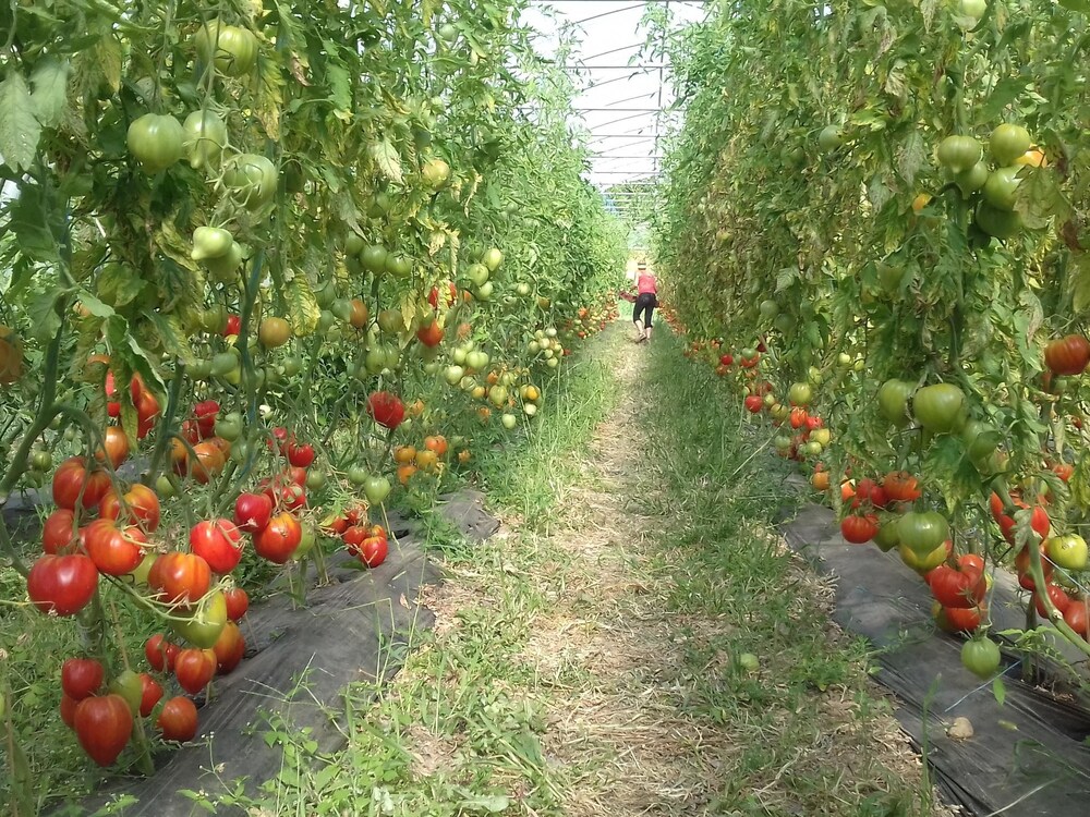 Les Jardins Du Taillefer